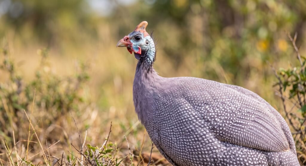 photograph of a lavender guinea fowl