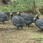 Understanding Guinea Fowl