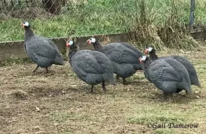 Guinea Fowl Care Guide for Beginners