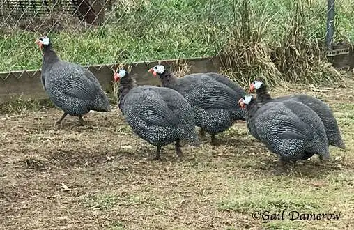 Guinea Fowl Care Guide for Beginners