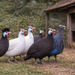 Understanding Guinea Fowl Sounds