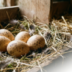 Are Guinea Fowl Eggs Good to Eat or Bad for You?