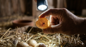 How to Identify Fertile Guinea Fowl Eggs: 7 Easy Tips
