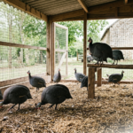 Guinea Fowl Eggs: Taste, Benefits, and Nutrition