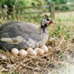 Top 7 Guinea Fowl Eggs Benefits for Health & Male Strength