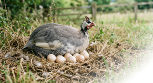 Top 7 Guinea Fowl Eggs Benefits for Health & Male Strength