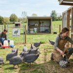 5 Steps to Start a Profitable Guinea Fowl Egg Business
