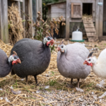 Best Guinea Fowl Breeds for Meat and Egg Production