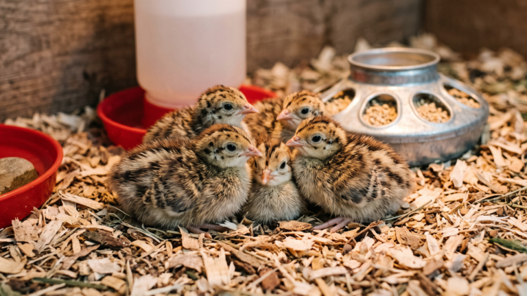 How to Raise Guinea Fowl Keets: Week-by-Week Care Guide