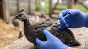 Guinea Fowl Vaccination: Schedule, Vaccines, and Timing
