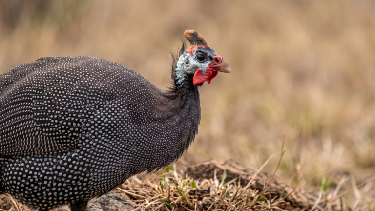 Pearl Guinea Fowl: Characteristics, Feeding, Care & Housing