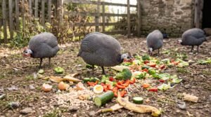 Can Guinea Fowl Eat Kitchen Scraps? Safe and Unsafe Foods