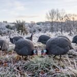 Home First-Frost Guinea Fowl Checklist: What Changes This Week
