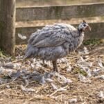Home The Guinea Fowl Molting Season Nobody Warns You About