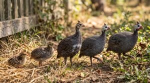 How Fast Do Guinea Fowl Grow? Growth Stages by Age