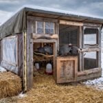 Home How to Winterize a Guinea Fowl Coop Before Cold Weather