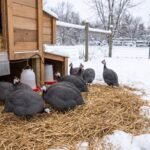 Home Guinea Fowl Frostbite: Prevention and Treatment