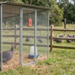 Home How to Quarantine New or Sick Guinea Fowl