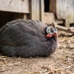 Home How to Tell If a Guinea Fowl Is Sick: Early Warning Signs