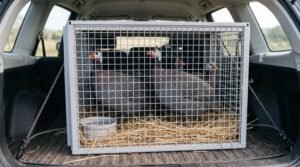 Home How to Transport Guinea Fowl Safely: Travel Tips