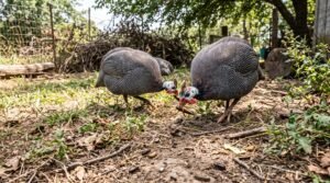 Home What Pests Do Guinea Fowl Eat? Complete List